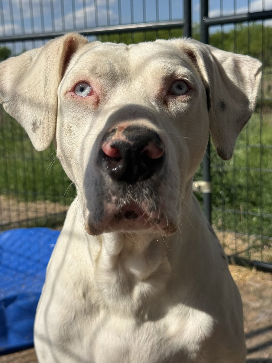 Layla’s Heart Ranch and Rescue tweet media