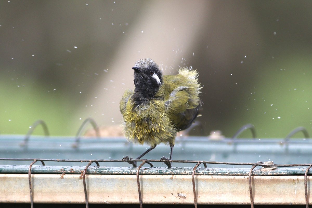 boyfrombruce's tweet photo. There were very few birds at the Gluepot hides this year but did catch this White-eared Honeyeater shaking off after a dip. #birds #BirdsSeenIn2026 #gluepot https://t.co/eSPGxoNQo4