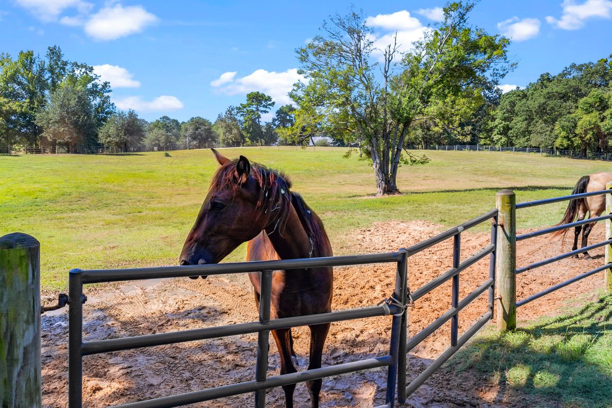 Tilmonmedia's tweet image. This Longview property has it all…

✔️ Peace and quiet
✔️ Wide open space
✔️ A horse judging you from across the fence 🐴😅

Gotta love East Texas country living.

#CountryVibes #EastTexas #LongviewTX #HouseHunting #TilmonMedia