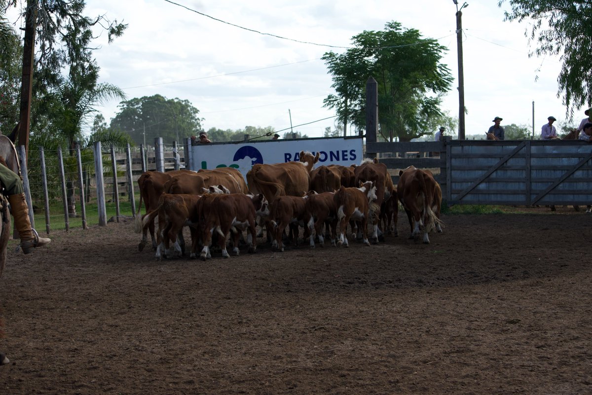 Jorge Strauch Negocios Rurales tweet media