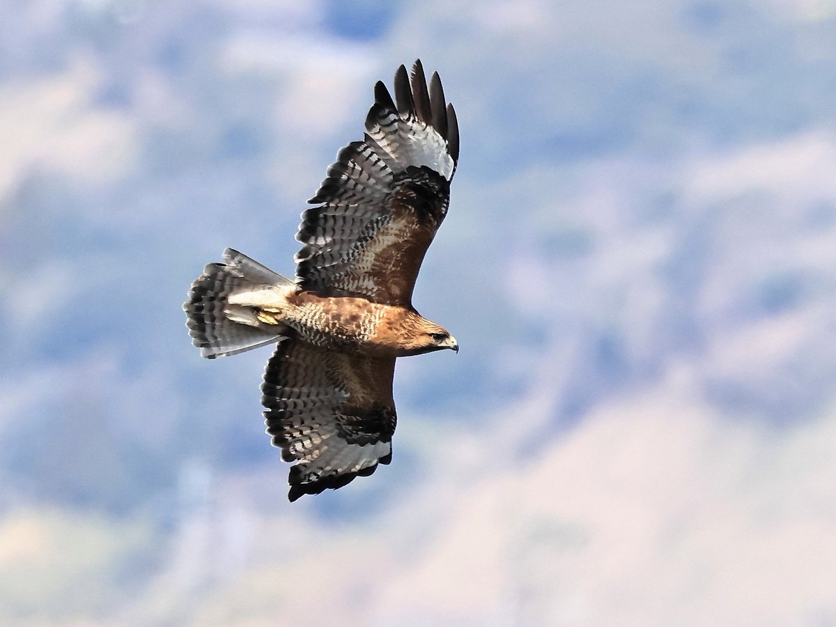 chibull2's tweet photo. #野鳥　#ノスリ　#春の渡り

大陸系亜種❓️😊

Eastern Buzzard https://t.co/OCQOKNd9Gv