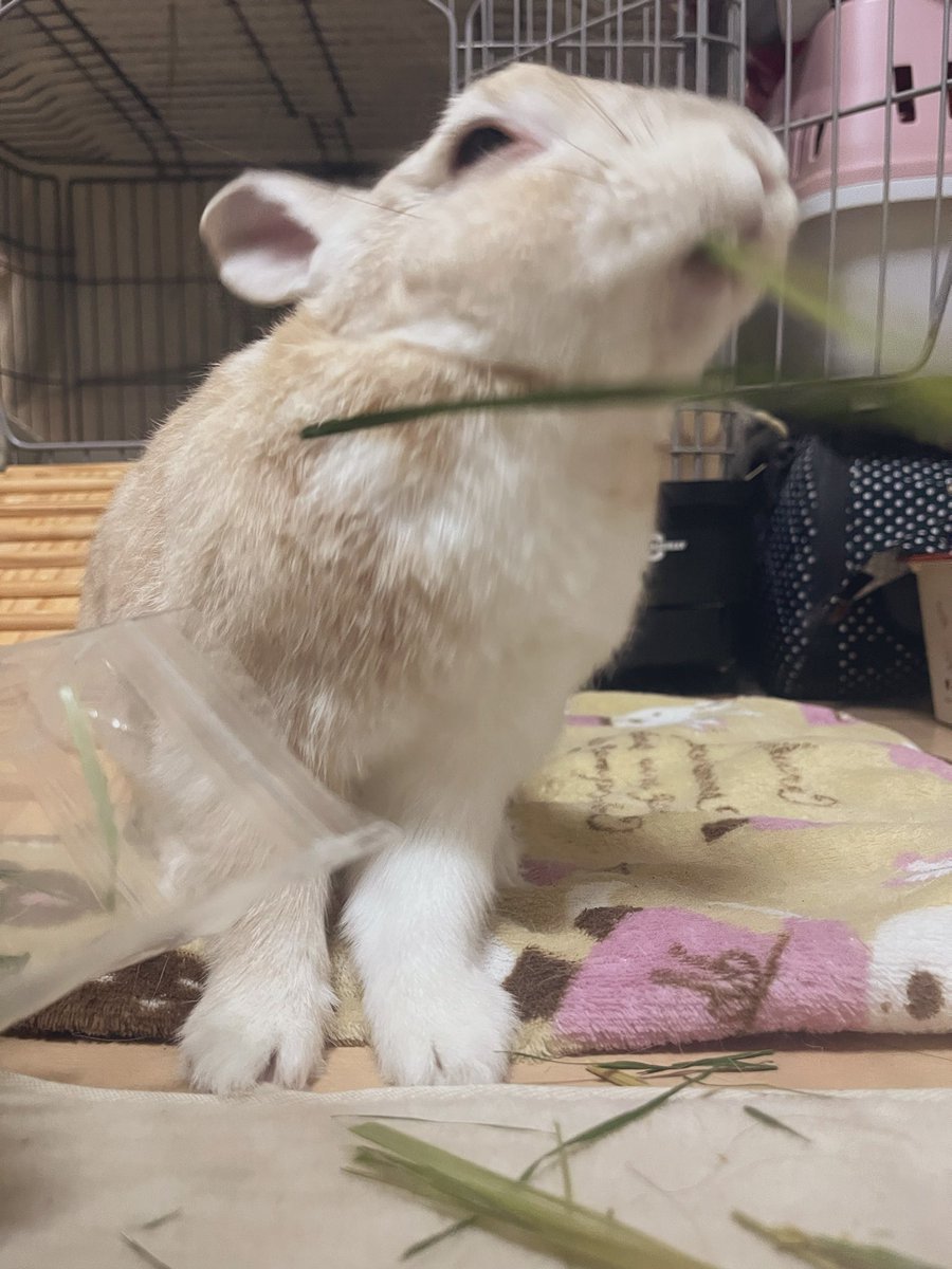 いくみ＠冬眠明け tweet media