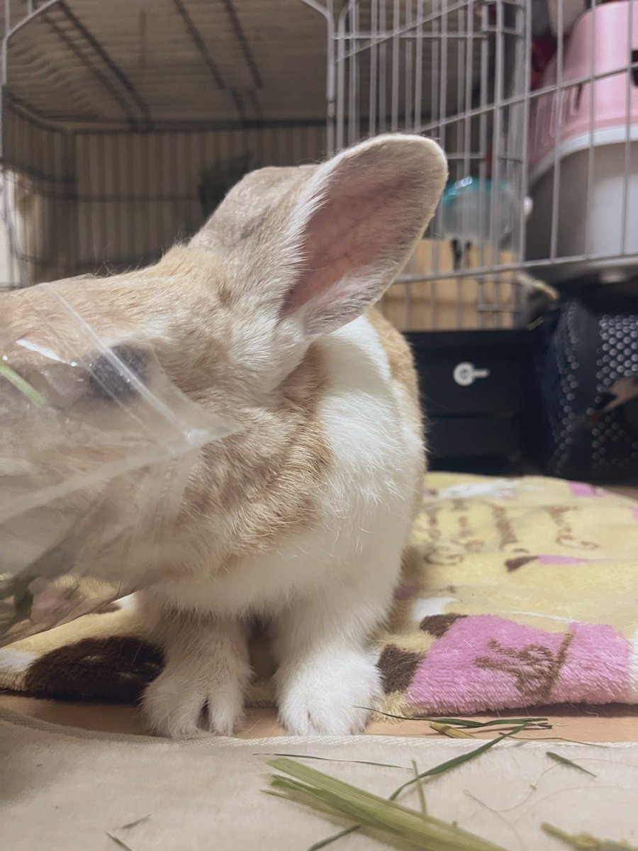 いくみ＠冬眠明け tweet media