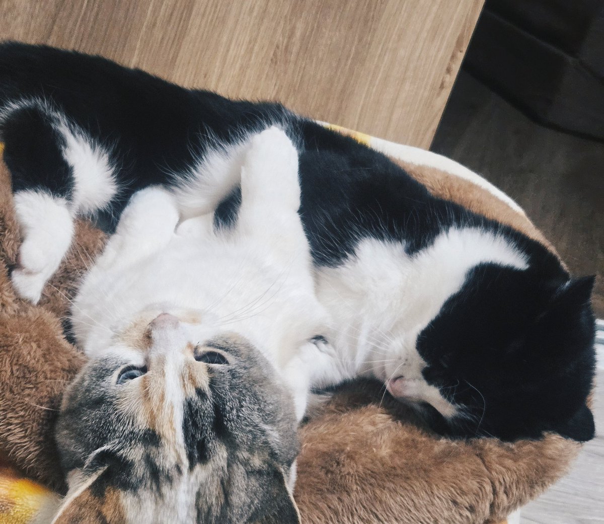 わちゃ tweet media