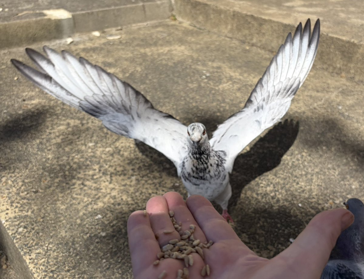 BromptonBunch's tweet image. Sparkles arrived with such a flourish. He is a real showman #Pigeons