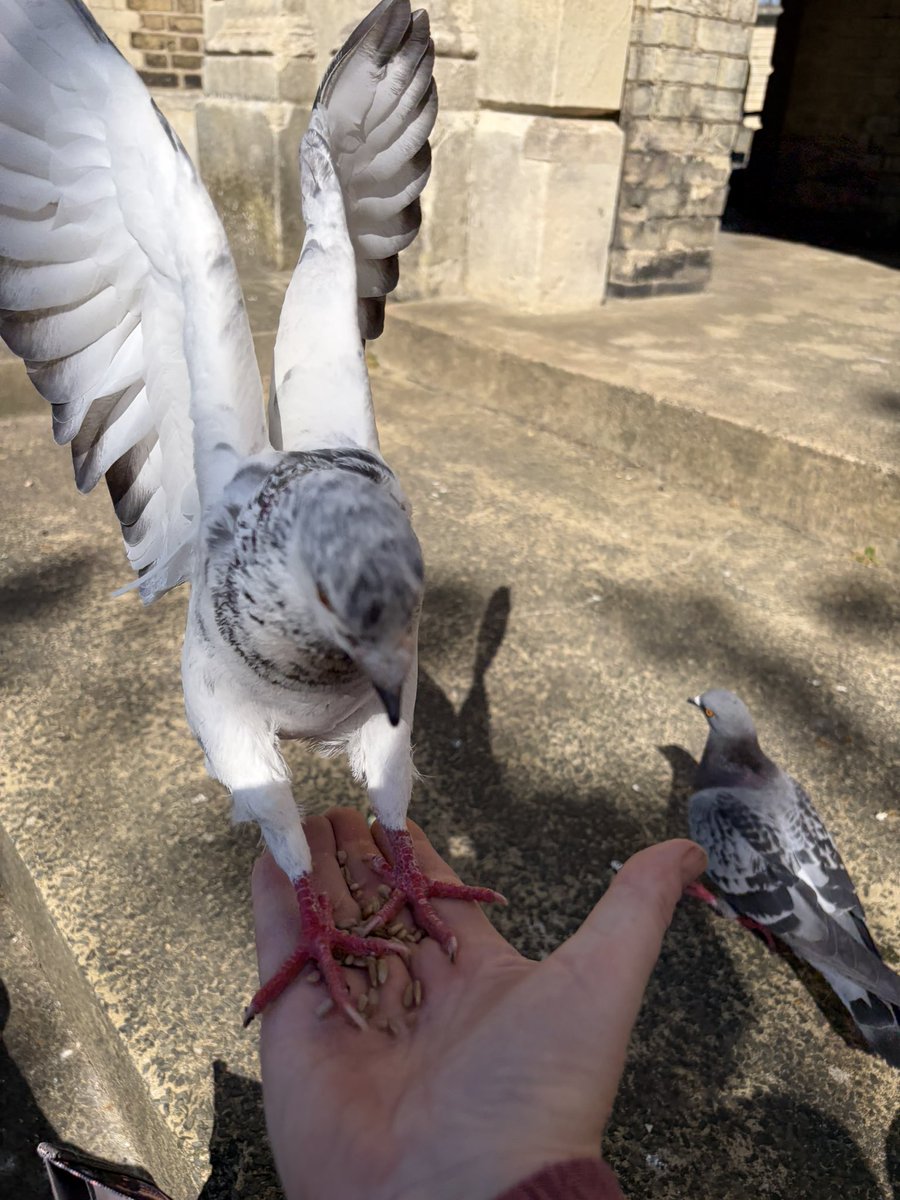 BromptonBunch's tweet image. Sparkles arrived with such a flourish. He is a real showman #Pigeons