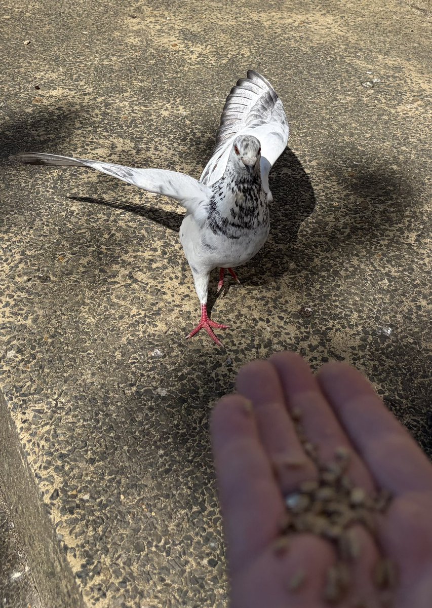 BromptonBunch's tweet image. Sparkles arrived with such a flourish. He is a real showman #Pigeons