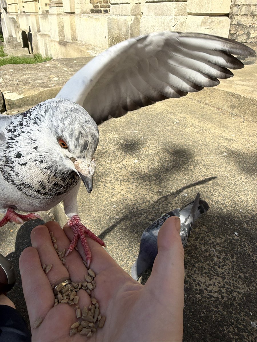 BromptonBunch's tweet image. Sparkles arrived with such a flourish. He is a real showman #Pigeons