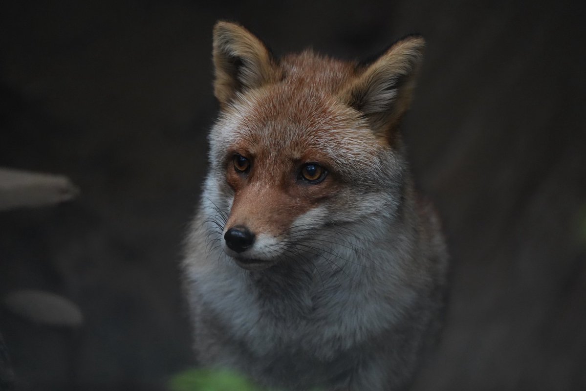 どきちゃん tweet media