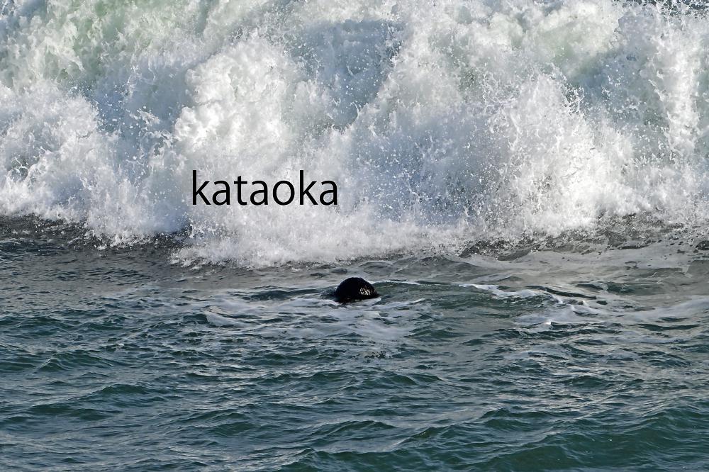 ＮＰＯ法人エトピリカ基金 tweet media