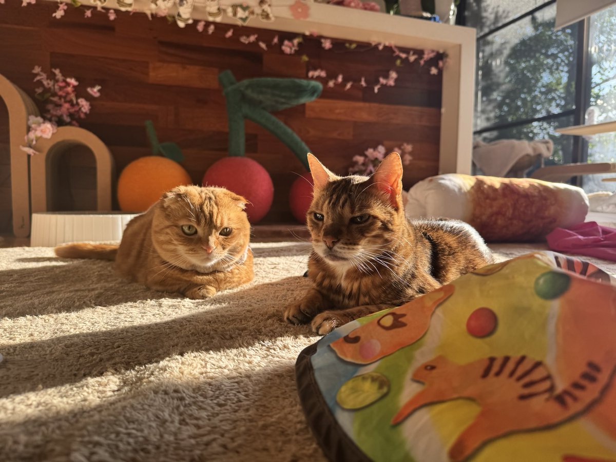 友子ちゃんとお兄ちゃん🌿ねこ&フェレット 😻🐻 tweet media