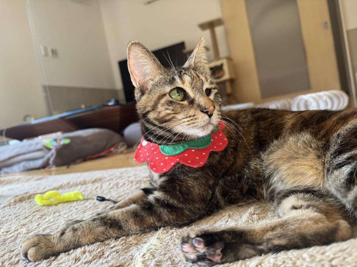 友子ちゃんとお兄ちゃん🌿ねこ&フェレット 😻🐻 tweet media