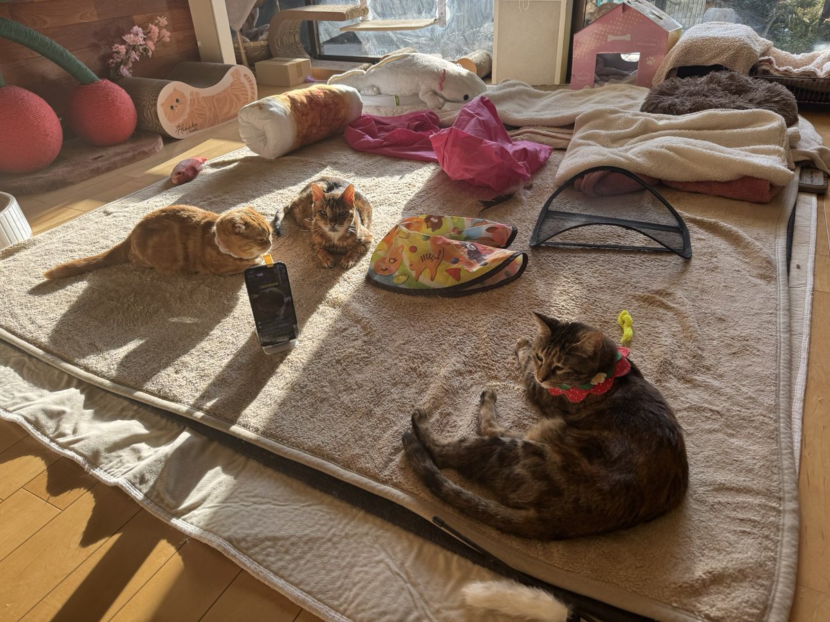 友子ちゃんとお兄ちゃん🌿ねこ&フェレット 😻🐻 tweet media