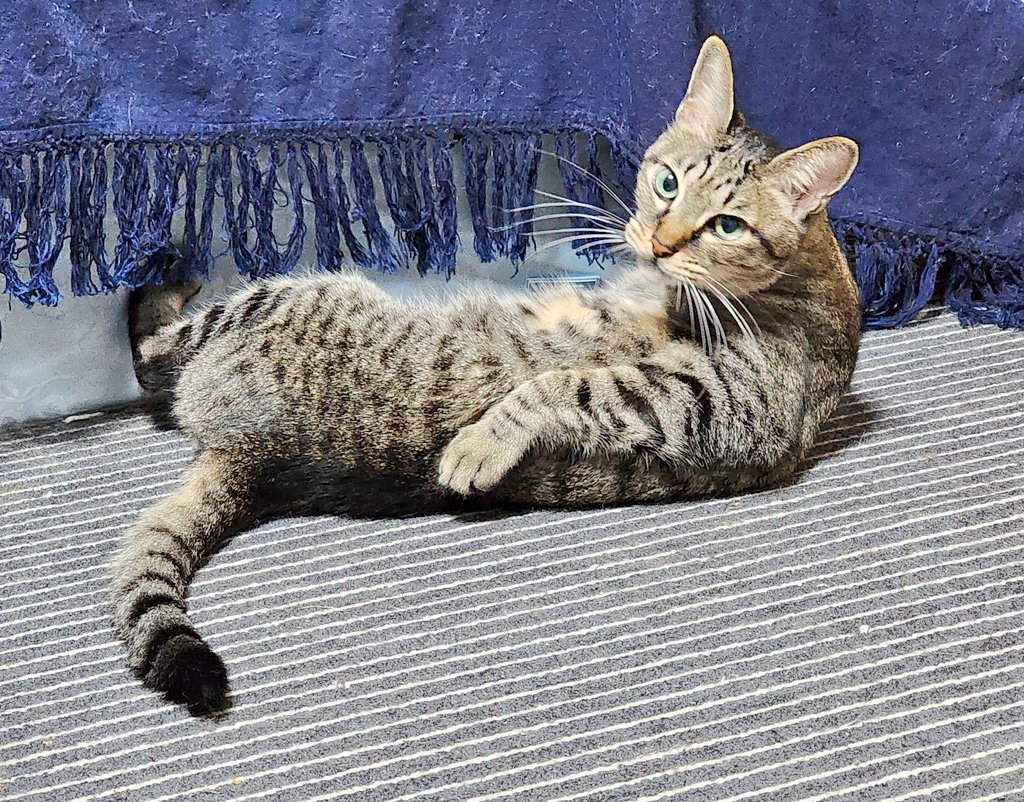 寝込みうどん🍜 伊豆大島 tweet media