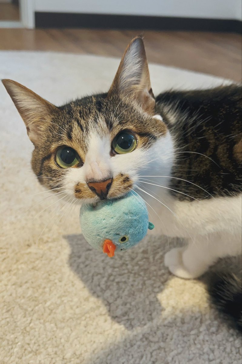 ドーナツてるの tweet media