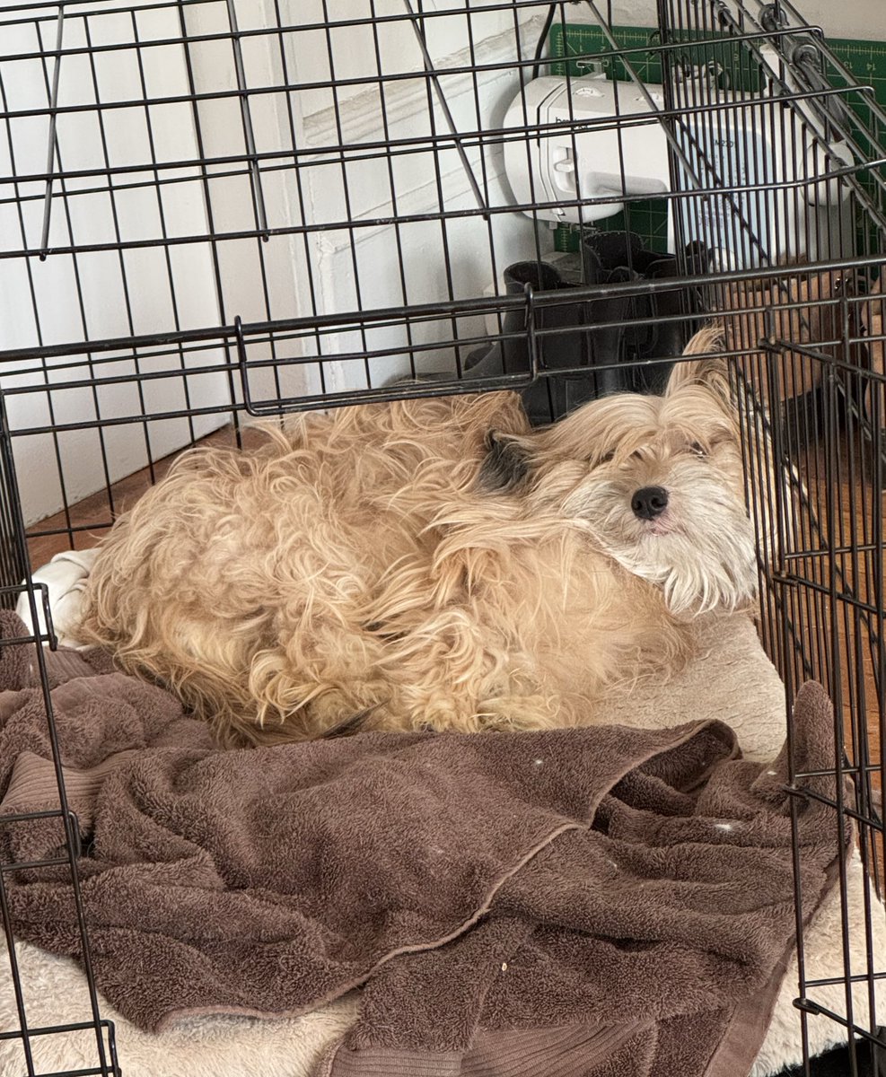 Sophie Vershbow tweet media