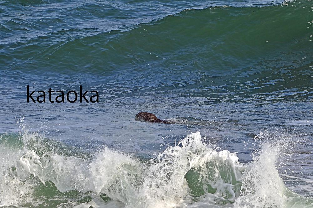 ＮＰＯ法人エトピリカ基金 tweet media