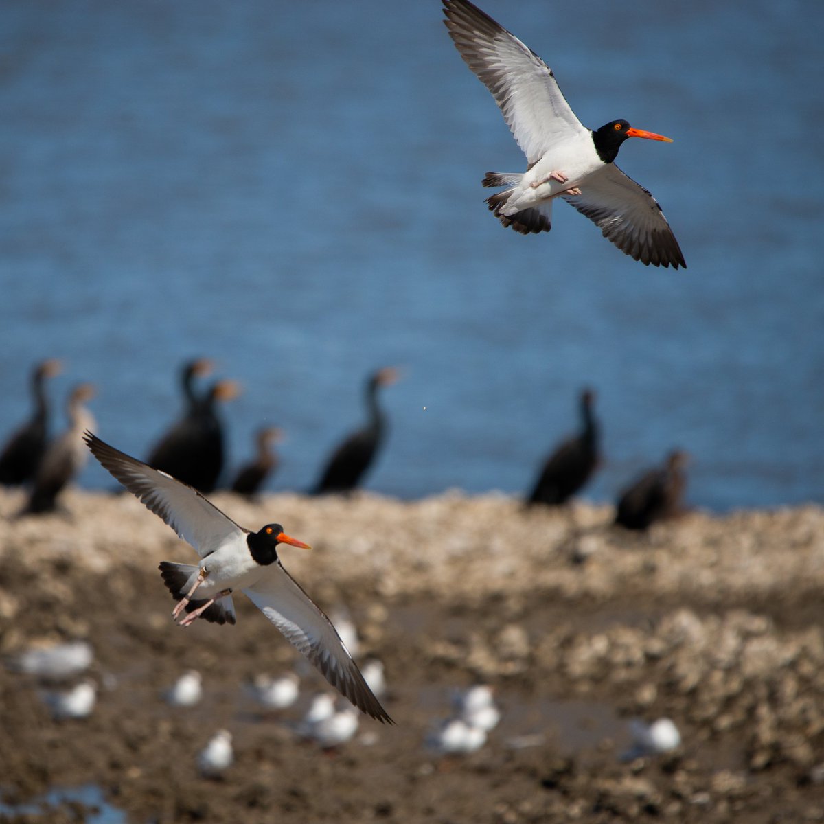 Photographic Hunter - Eric Siems tweet media