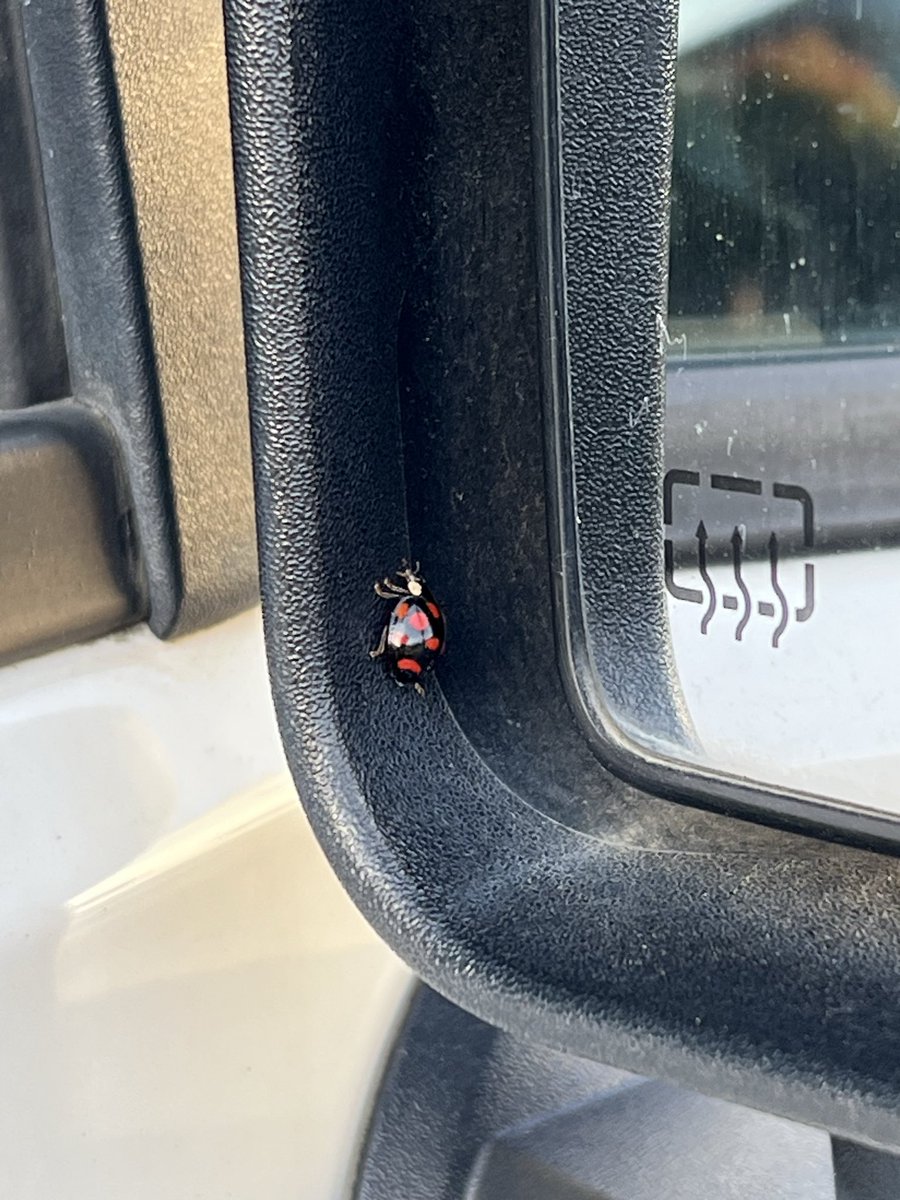 naocoolove1's tweet photo. 朝車を降りようとしたらてんとう虫！嬉しい！ https://t.co/cwGX5r9SMo