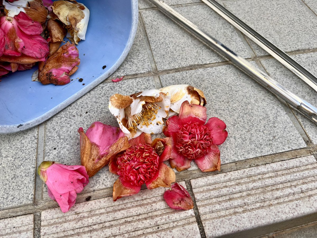 いろはにほへとちりぬるを
モクレンと椿の花を拾う朝の日課。