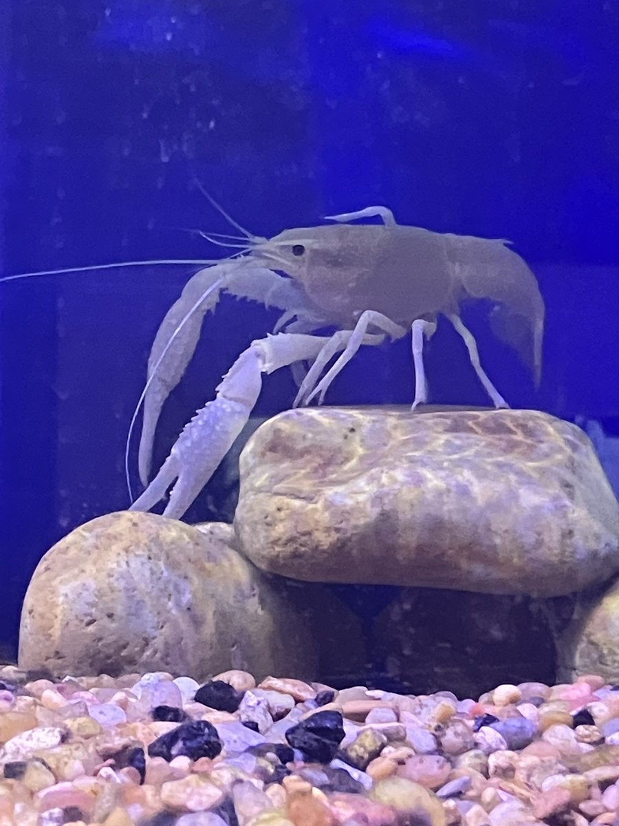 Raideo 🖋️🩸 tweet media