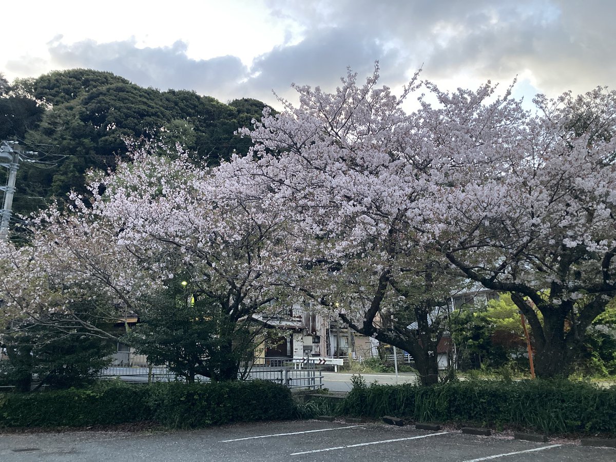 おはようございます。
今朝の　#さくら 
沼津市西浦立保
早朝で暗いですが。
このあと伊豆の国の桜動画アップします。
#沼津