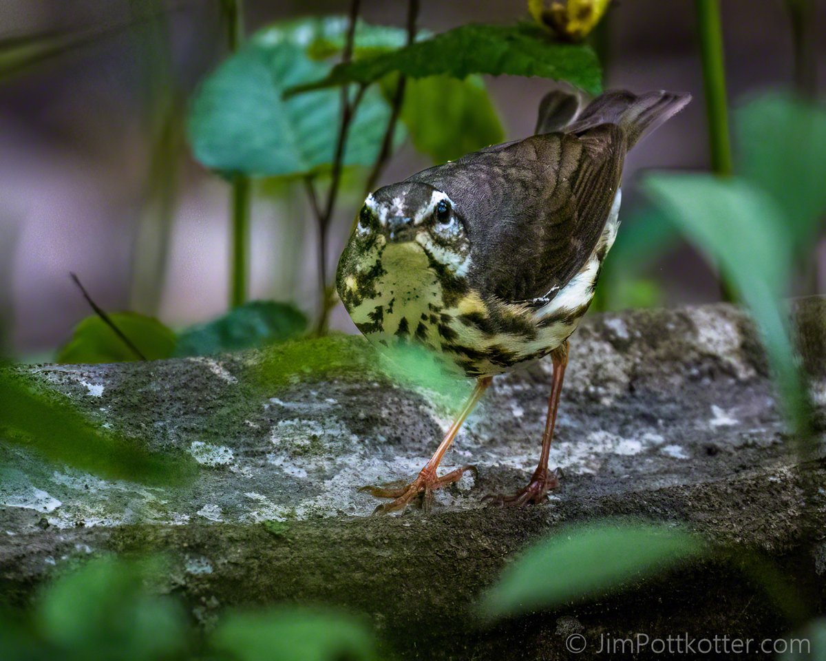HappyPixr's tweet image. The Louisiana Waterthrush is a streamside warbler that prefers aquatic food rather than insects. I would have loved a little more light on this one, but it was beside a woodland stream with a dark canopy. #birds #nature #wildlife