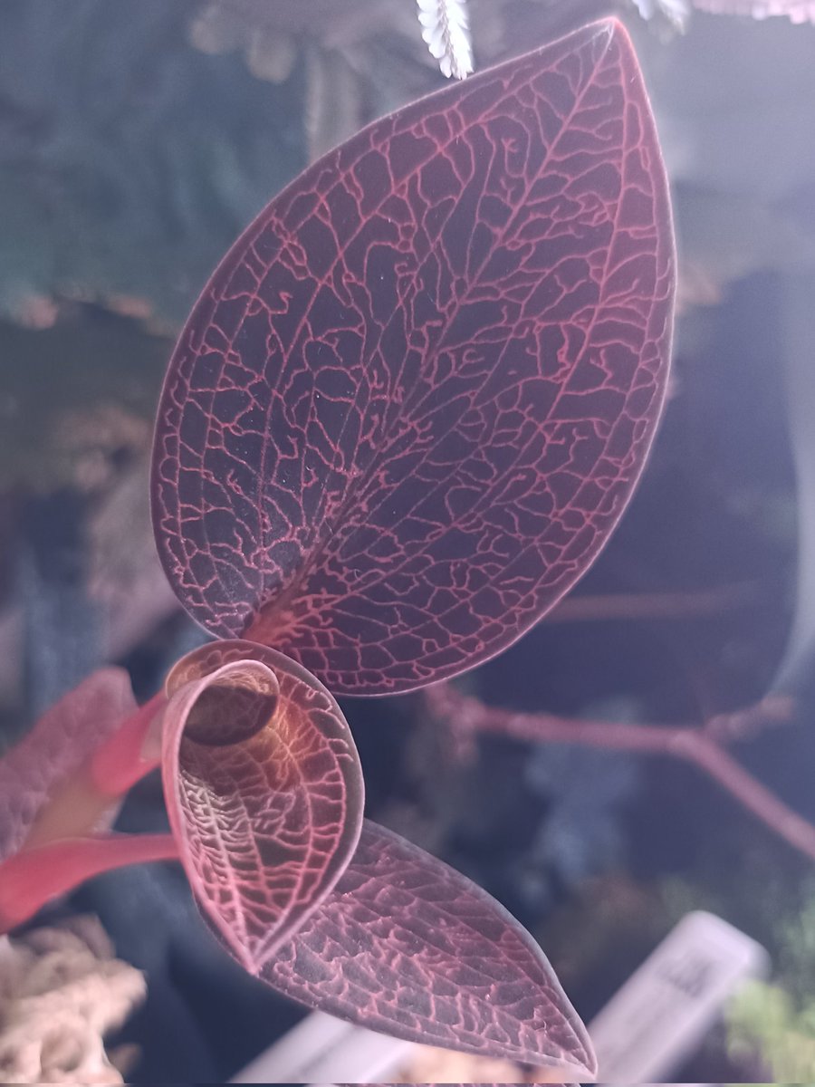 インテレッセ tweet media