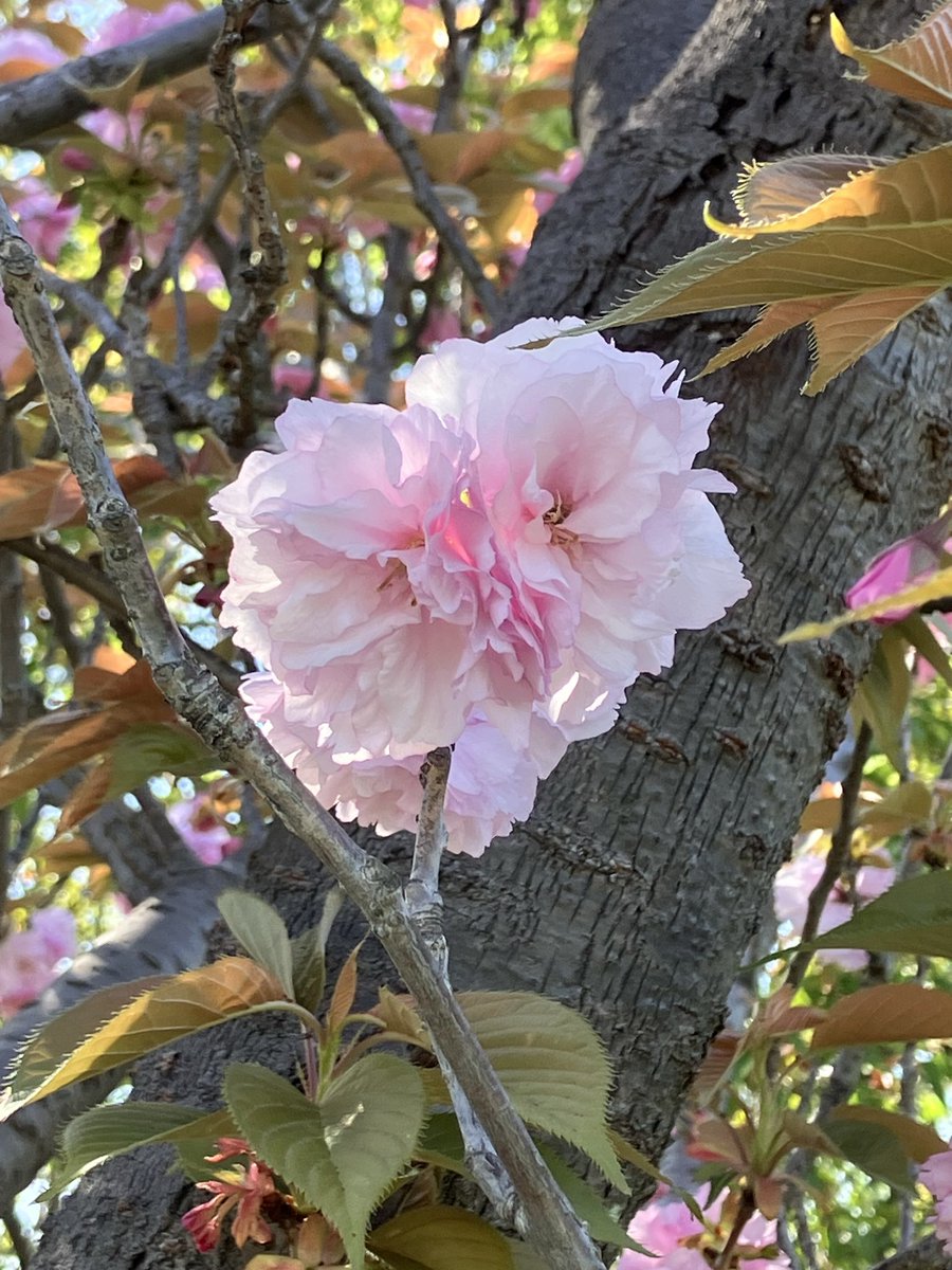 かえるちゃん🐸(かえるのしっぽ🐸🍤) tweet media