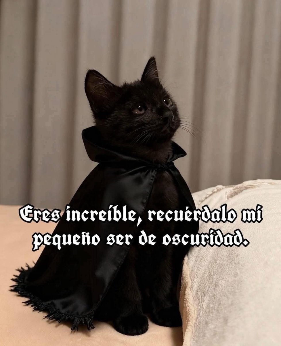 Dilo con gatitoz (@dilocongatitoz) on Twitter photo 