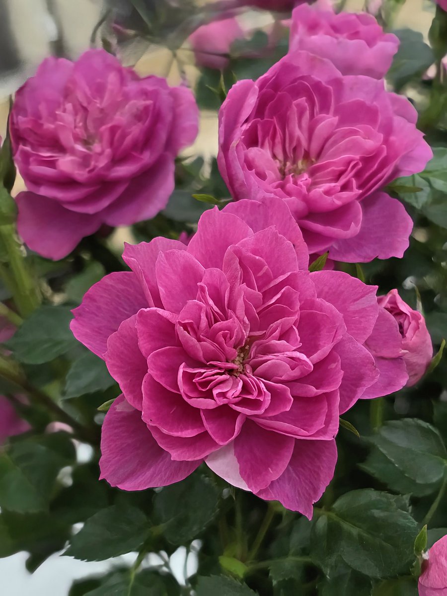 大工の ひろさん tweet media