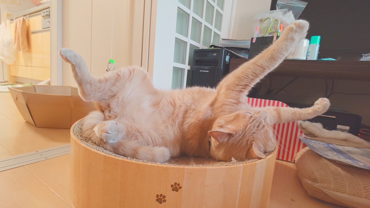 加賀ﾏﾈｼﾞｬ tweet media