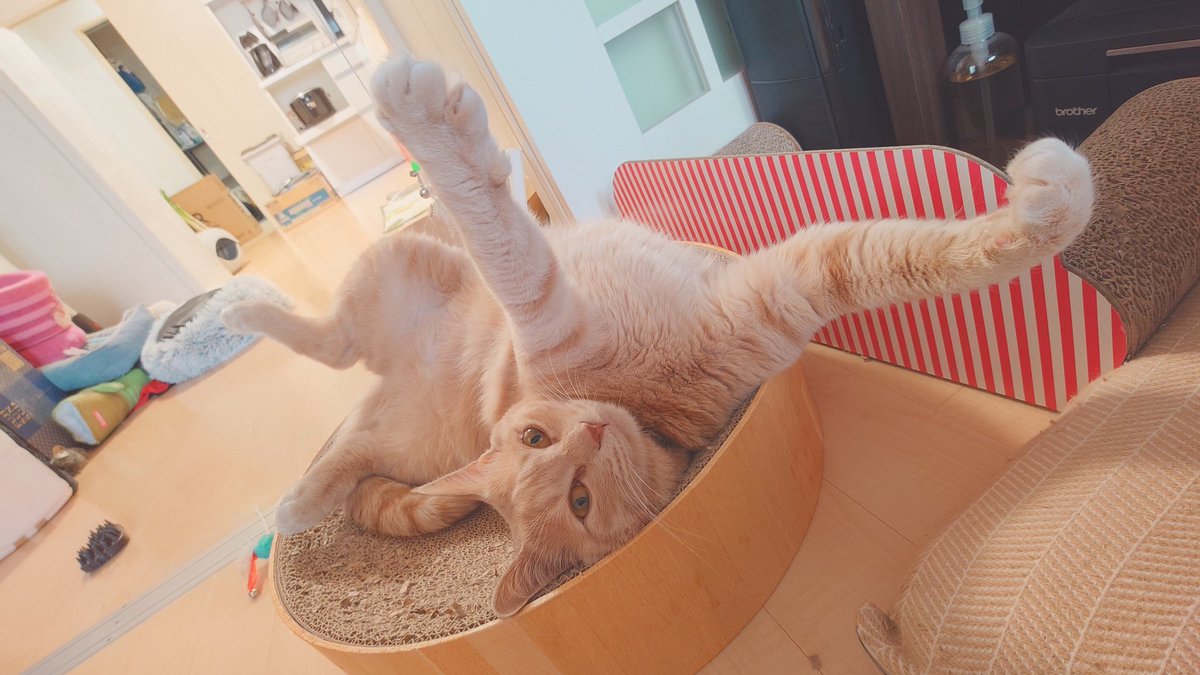 加賀ﾏﾈｼﾞｬ tweet media