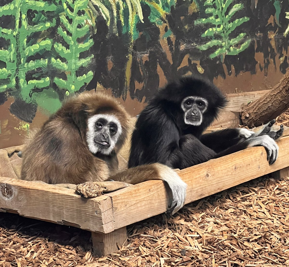 Zoo Boise tweet media