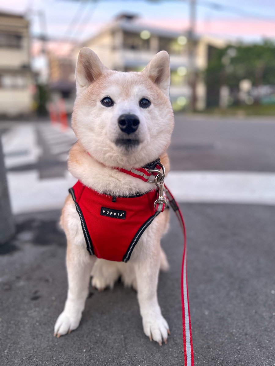 りんりん🍎ⁱᴸʸˢ tweet media