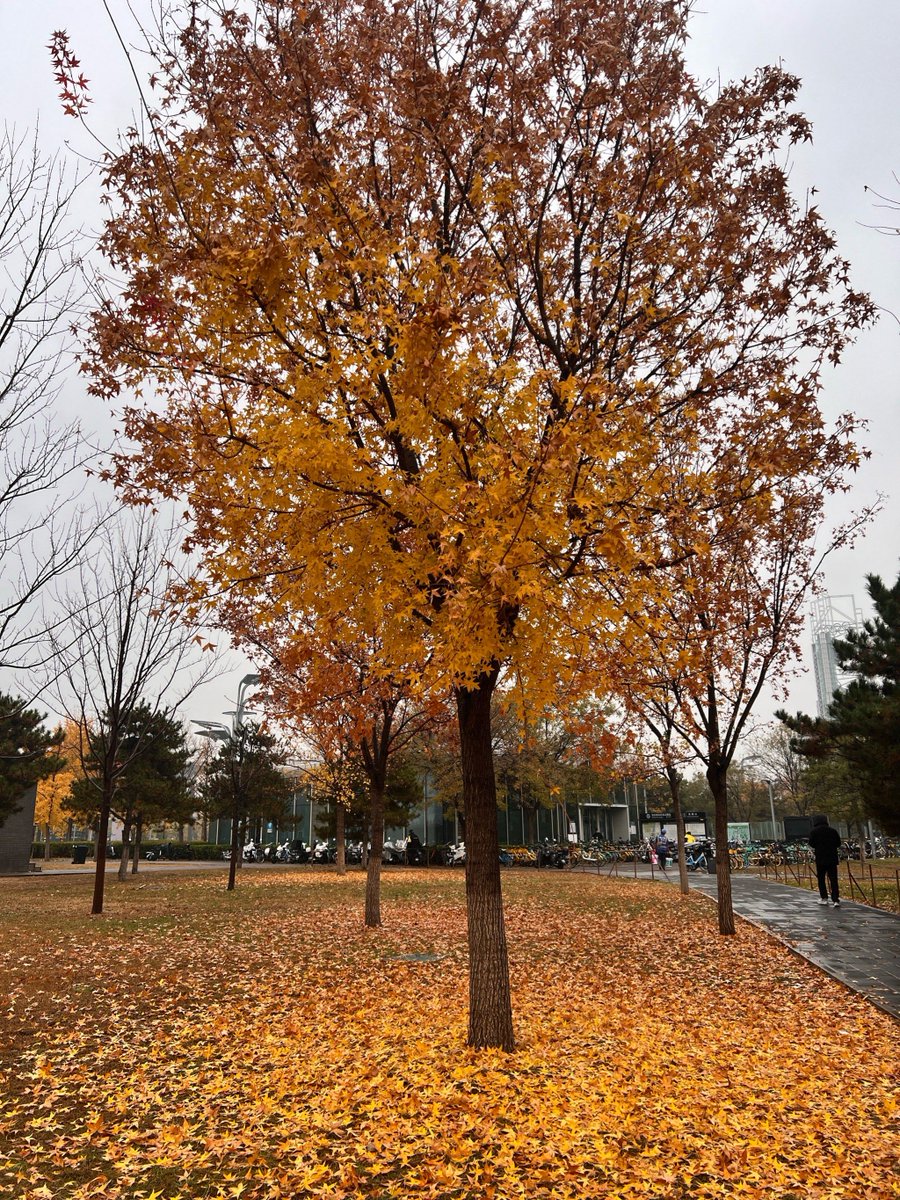 Prince Kumar tweet media