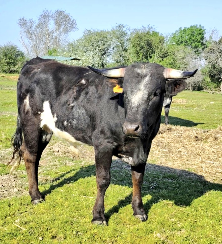 MC_huertasvega's tweet photo. Eral jirón y facado que va tirando para arriba #erales #novilladas #ganaderiabrava #ganaderiacristinahuertas #pitones #toros #tauromaquia https://t.co/eavrXNdN6l