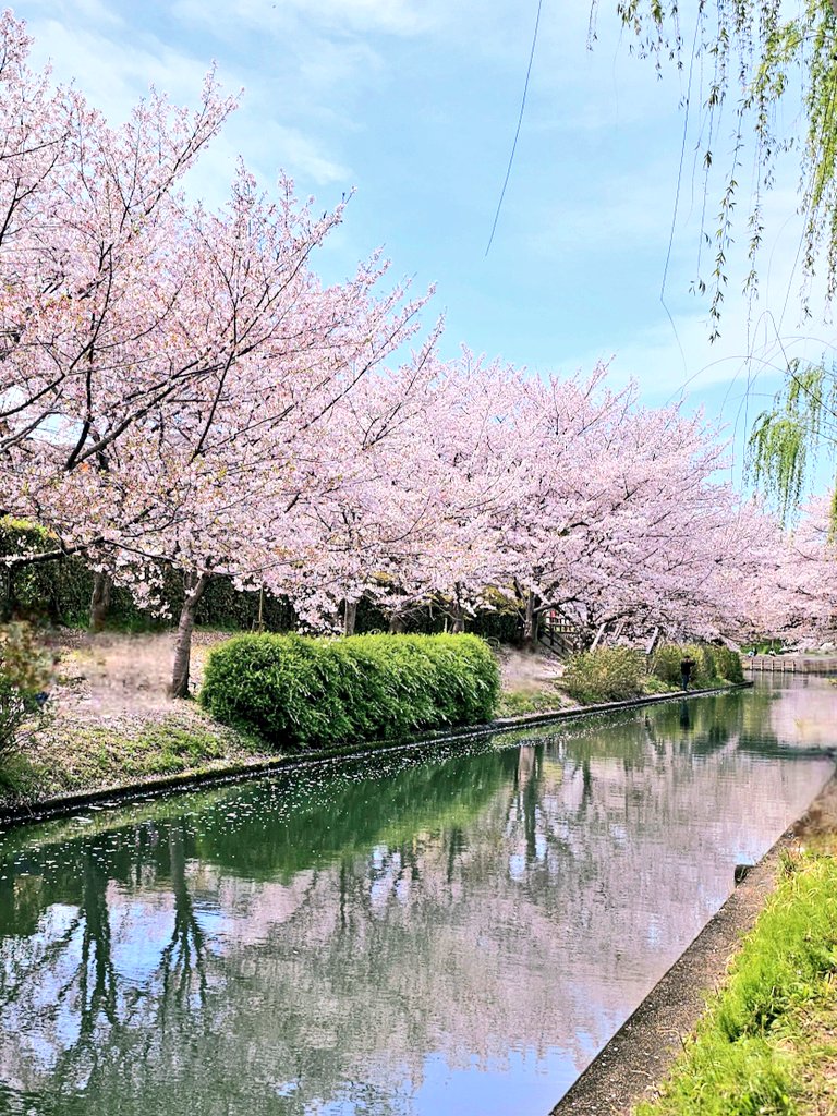 ありんこ♫ tweet media