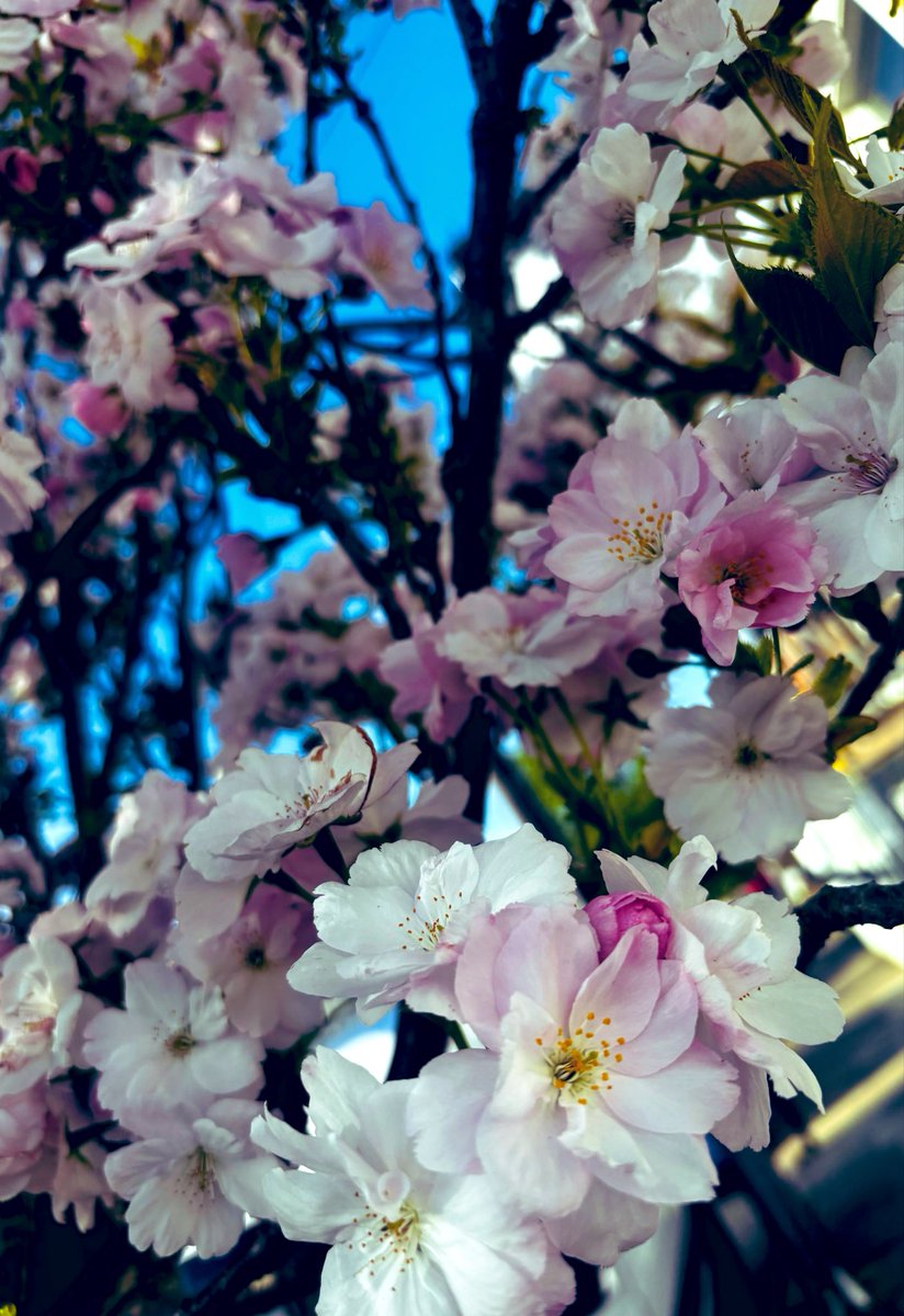 LaurantoniautiC's tweet photo. ~ Dreamy Cherry blossoms like something out of an ethereal fantasy ~
🌸💕🌸🤍🌸
まるで夢の世界にいるような、幻想的な雰囲気を醸し出す桜の花々。
🌸💕🌸🤍🌸
#cherryblossoms #blossoms #blossomlover #blossomphotography #sakura #yaezakura #八重 #桜 #springlove https://t.co/0RAMrzjKCu
