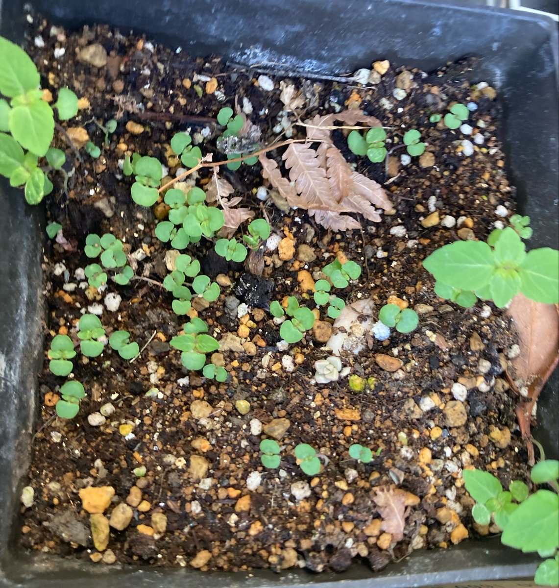 MIC@みっちゃん tweet media