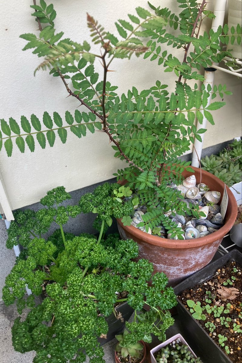 MIC@みっちゃん tweet media