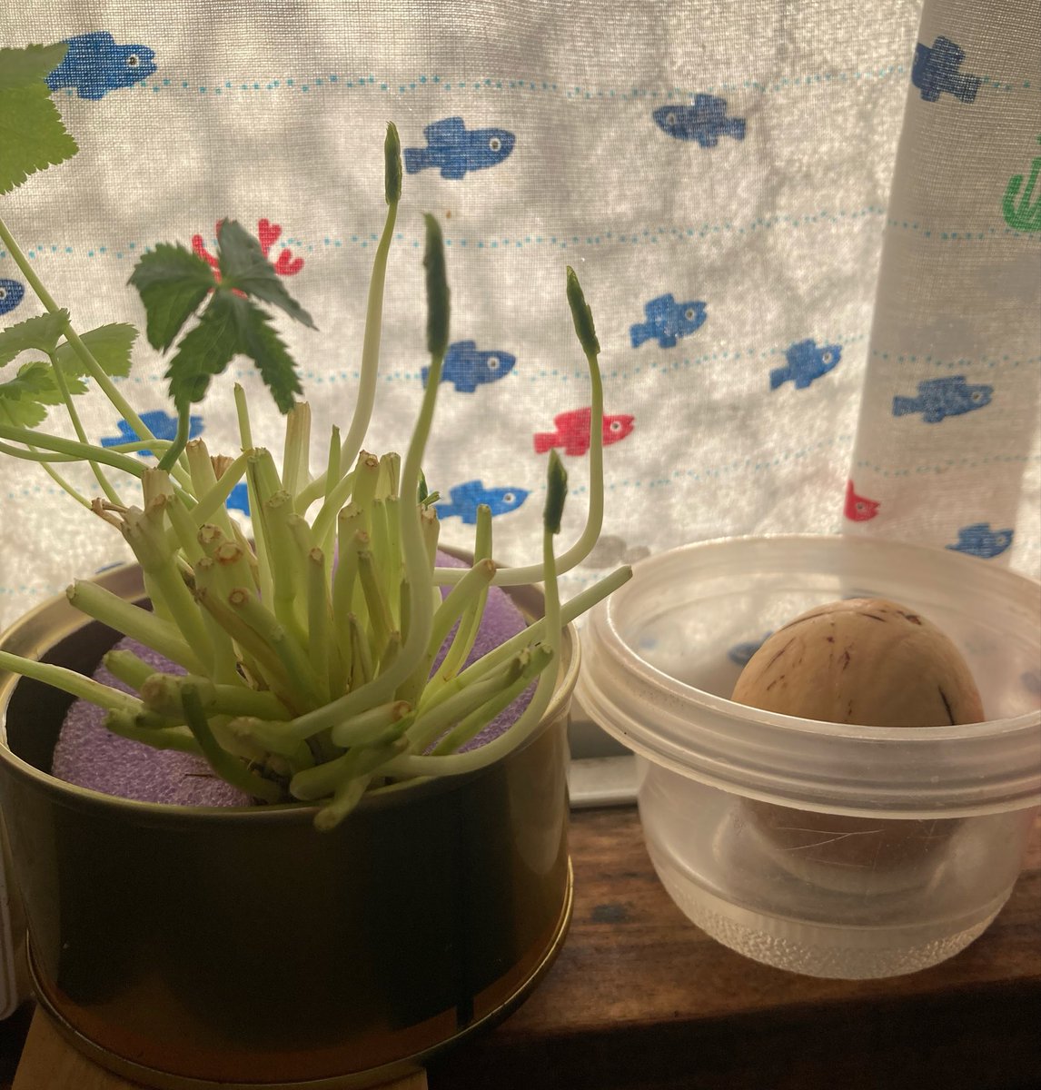 MIC@みっちゃん tweet media