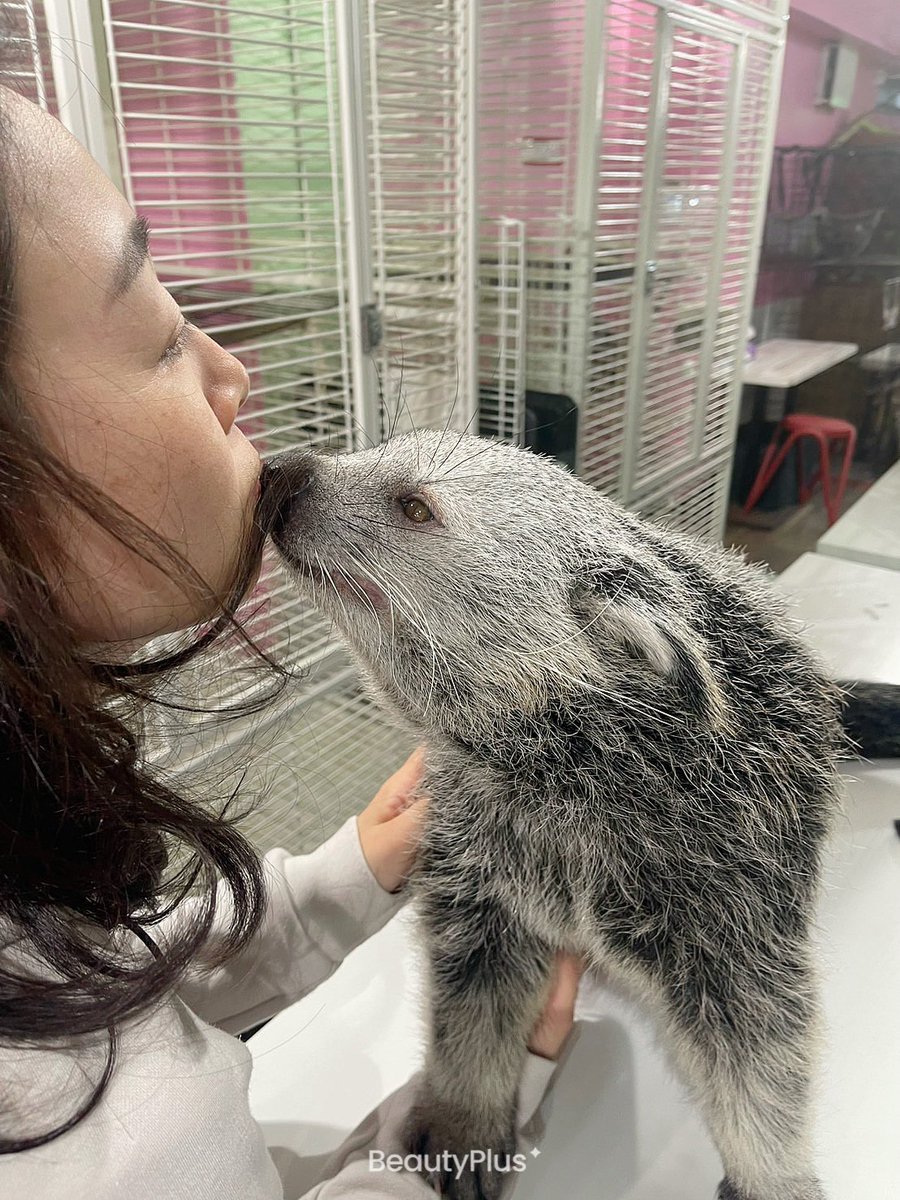 おはようございます😃
先日、不思議な生き物、ビントロングさんにお会いしてきました！随分と気に入られたようで、こちらのお方はもう少し遊びたかったみたいです。だからケージに帰りたくないって駄々こねてたのか！
皆様も日常に適度な刺激を👍
良き日をお過ごしください✨
