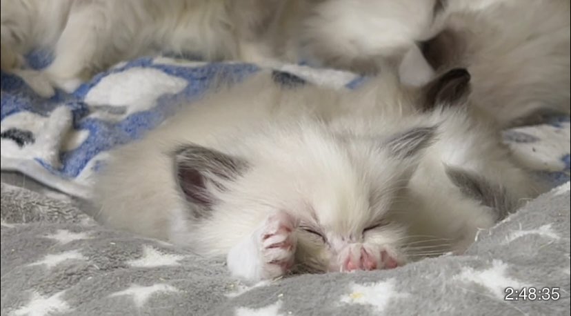 Ryoko❦ tweet media