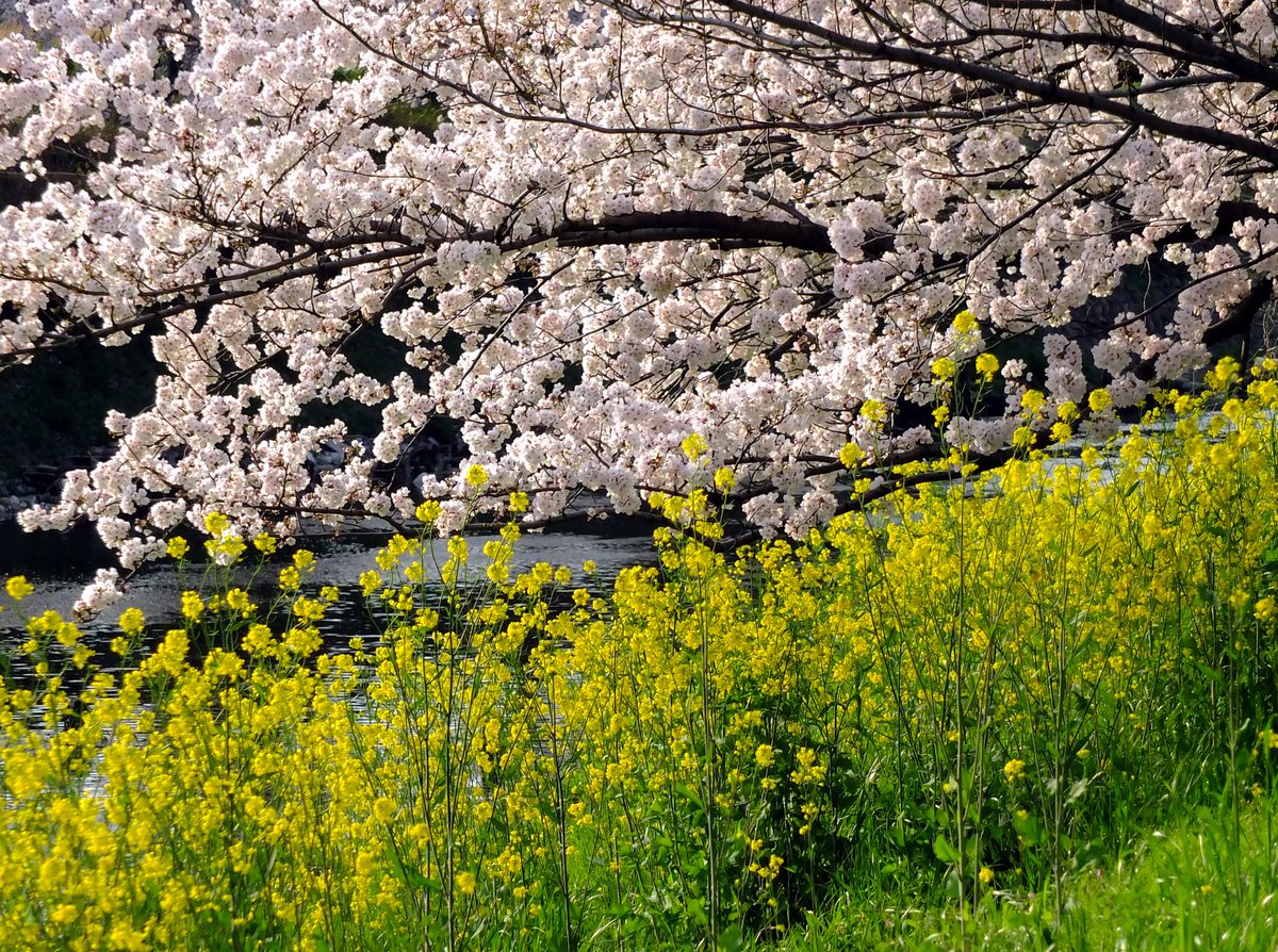 なごやん tweet media