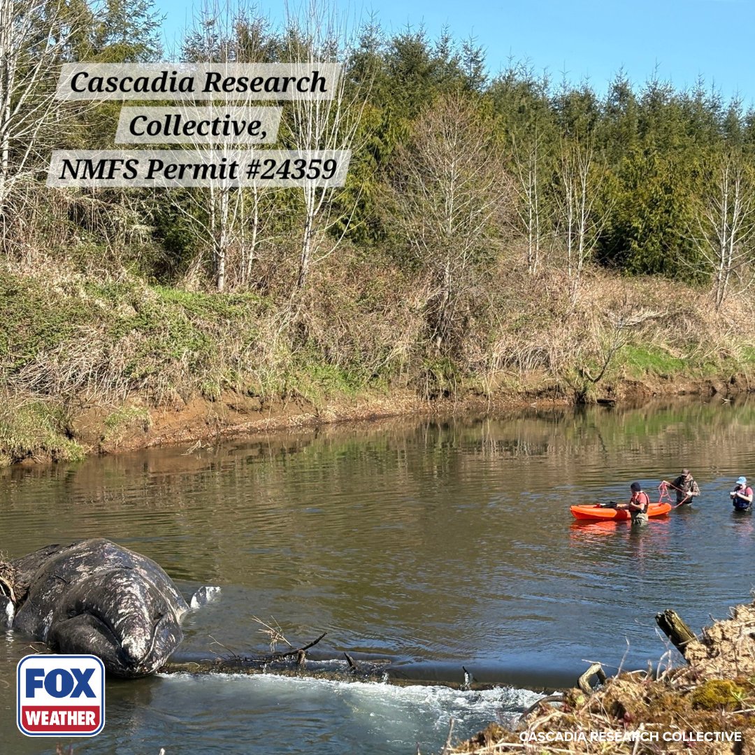foxweather's tweet photo. SAD NEWS: Three different gray whales were found dead in Washington over the last week. All three were malnourished, and one of them was found after swimming into a river near the coast. https://t.co/bWMxjZGQEO https://t.co/Kmr9xmD5T2