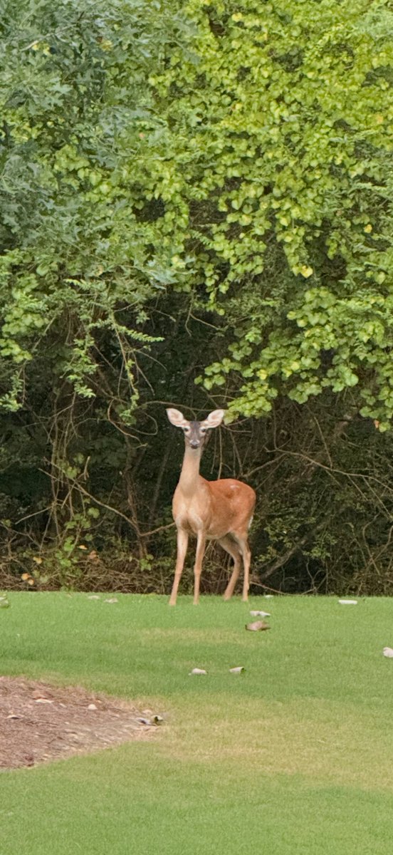 Another visitor stopped by… a young fawn 🦌
Peaceful moments like this don’t happen by accident.

And yes—where there are fawns, there are coyotes too… nature keeps its balance.

#nature #fawn #lifestyle #life #michaeldulin #michaeldulinpiano #musician #mylife