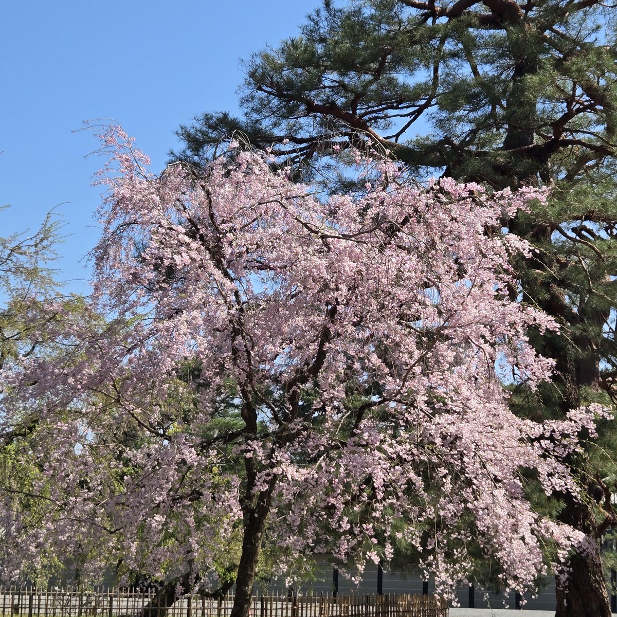 新NISA・株情報・株トレード日誌 tweet media