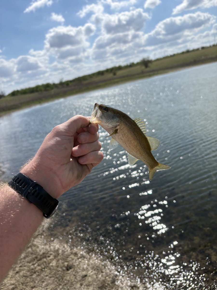 patrickbeerman7's tweet photo. Some bass on the fly during the day off https://t.co/IxMlTDlAGP