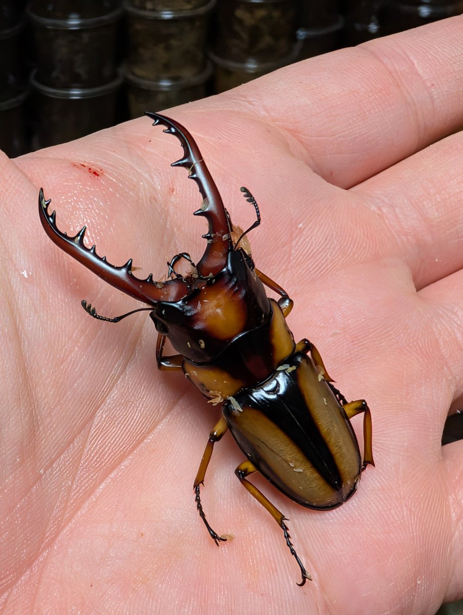 虫の兄ちゃん@兜鍬武蔵 tweet media